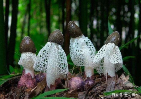 蘑菇小常识（中）10种味道鲜美的蘑菇，哪一种是菌中之王？插图44